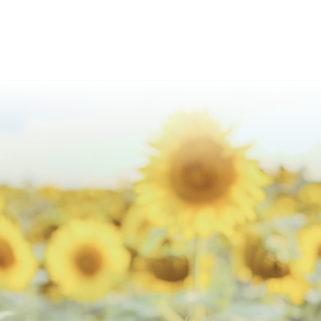 Field of Ukrainian sunflowers